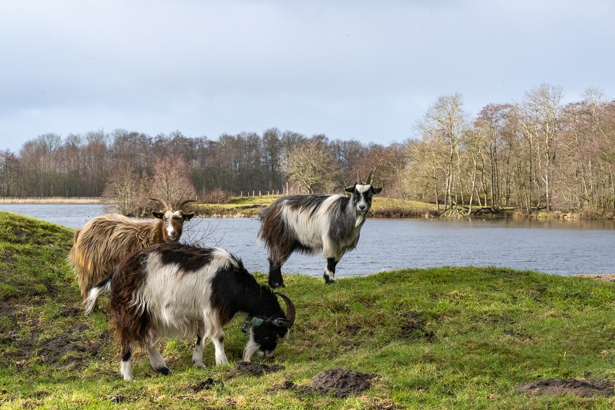 Wyldemerk_Hollandse geit-28